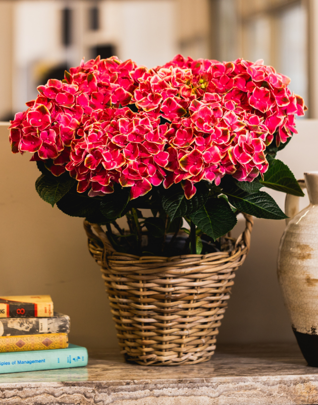 スポーツトイ・アクショントイ Hydrangea Cattleya / Fervent Red Red Sensation Hydrangeas for Sale | FastGrowingTrees.com